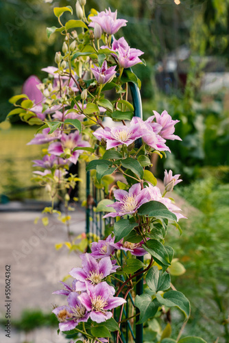Clematis Hybrid Hagley. Flowers of perennial clematis vines in the garden. Beautiful clematis flowers near the house. Clematis climb into the garden near the house photo