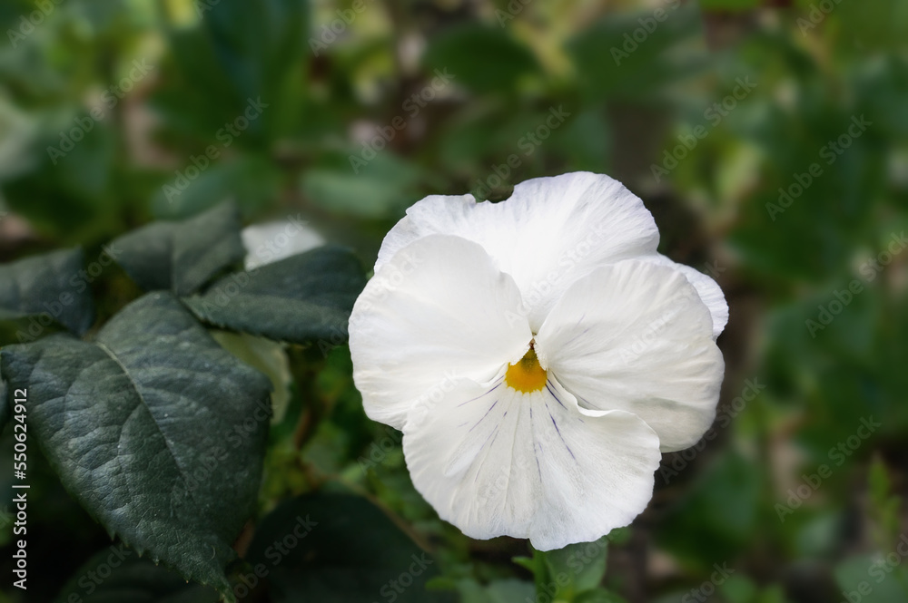 large flower of pansies Viola tricolor . Pansies on a flower bed against a background of green blurred grass. large flower of pansies Viola tricolor . Pansies on a flower bed against a background of green blurred grass.
