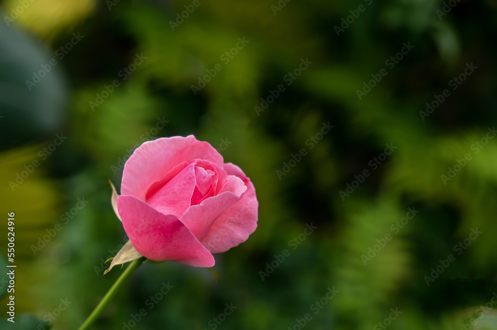 Pink rose in the garden at sunny day. Photo of an bush of pale pink rose, summer garden. rose bush in the park. Sun rays, bokeh with selective soft focus. Valentines or birthday background. Copy space