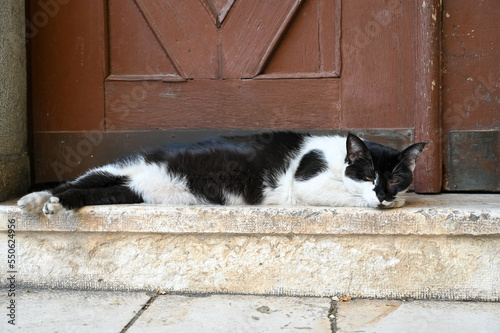 The cat is sleeping on the doorstep.