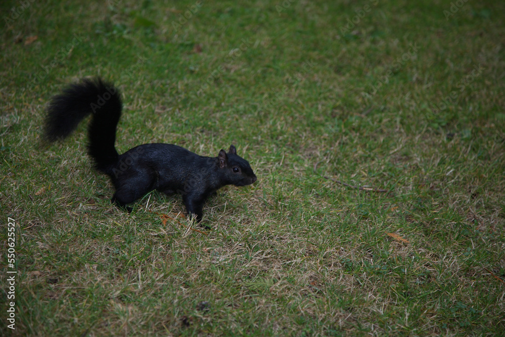 Fototapeta premium Grauhörnchen / Eastern Gray Squirrel / Sciurus carolinensis
