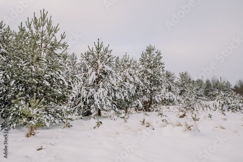 Wallpaper Mural Snowy pines forest. Beautiful winter landscape. Torontodigital.ca