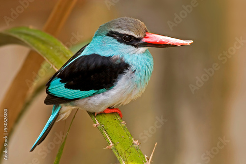 Fototapeta Blue-breasted Kingfisher, Halcyon malimbica, close up
