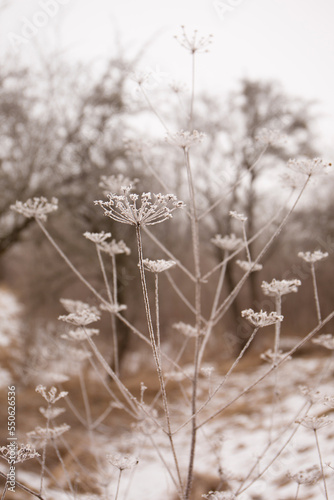 frost on the plant © Mallivan