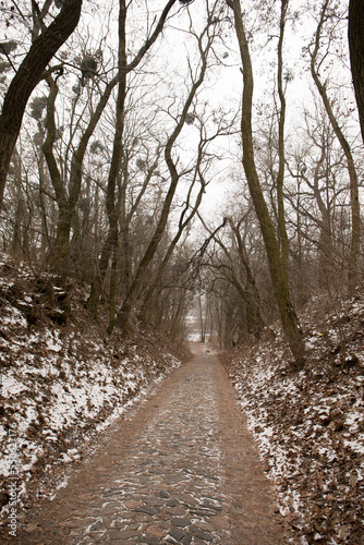 A cobblestone road along an alley in a park