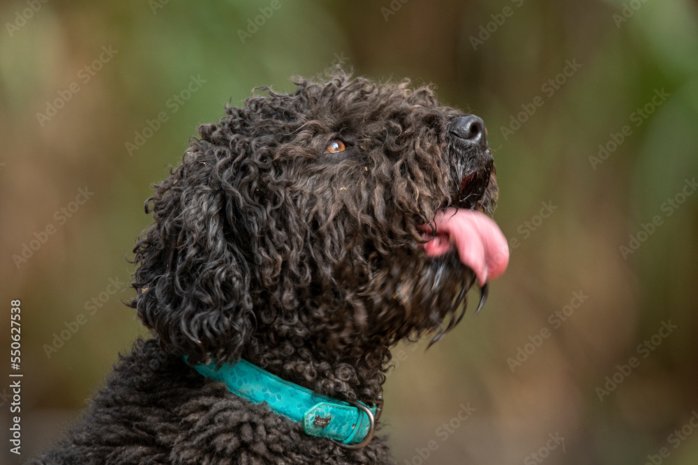 andalusian water dog andalusian water dog