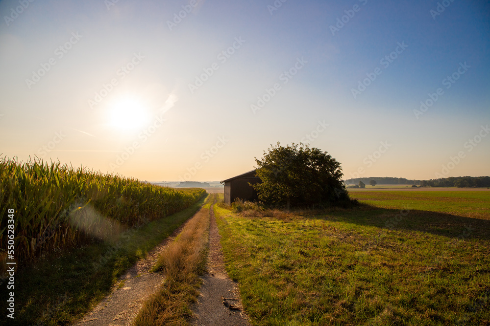Obraz premium Dirt road next to an old barn and cornfield