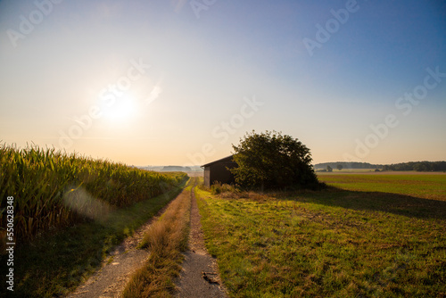 Dirt road next to an old barn and cornfield