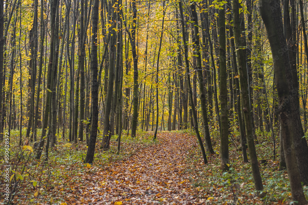 Obraz premium Forest path leading through a fresh forest with yellow-red leaves falling. Leaves on the ground. Autumn season