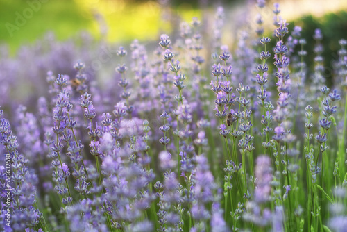 Field of lavender