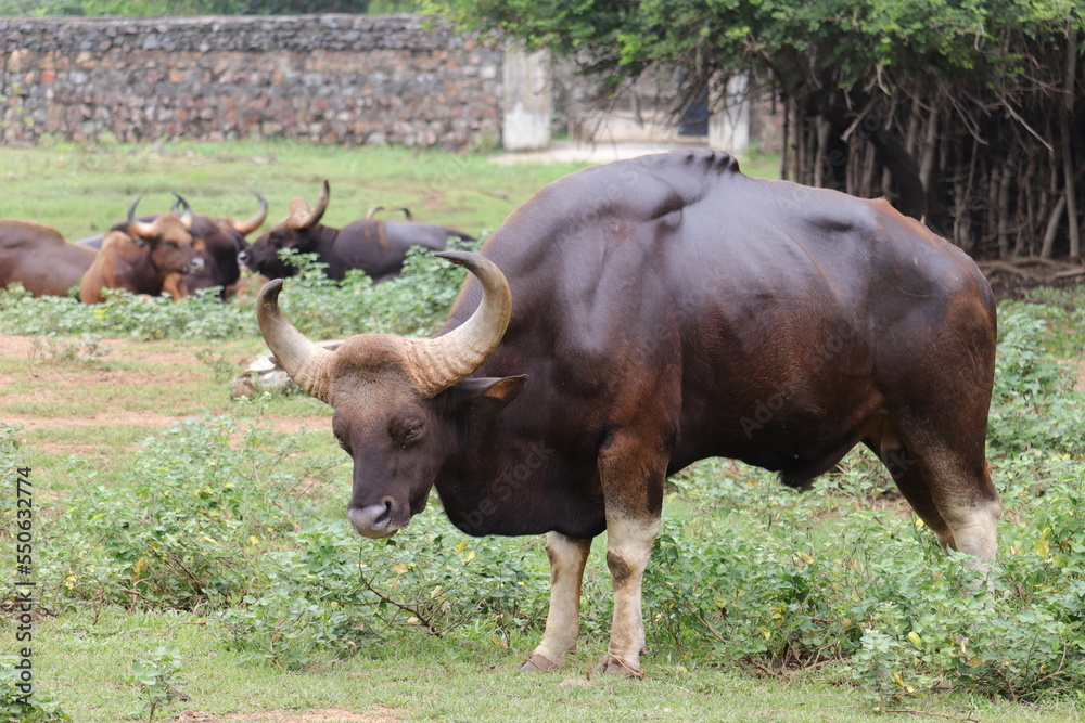 A big Indian buffelo is standing A big Indian buffelo is standing