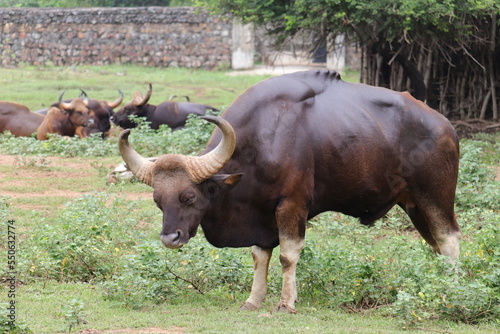 A big Indian buffelo is standing