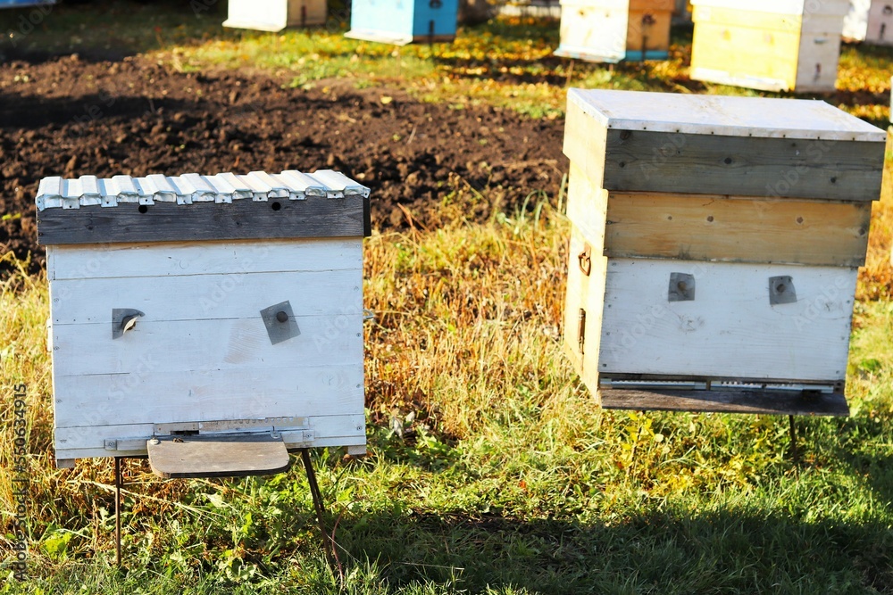 Old colored beehives in a rustic apiary Old colored beehives in a rustic apiary