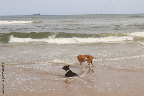 : A group of thin dogs are bathing on marina beach