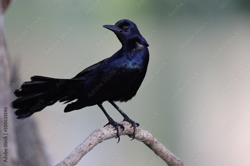 Boat Tailed Grackle Circle B Bar Reserve Florida USA Boat Tailed Grackle Circle B Bar Reserve Florida USA