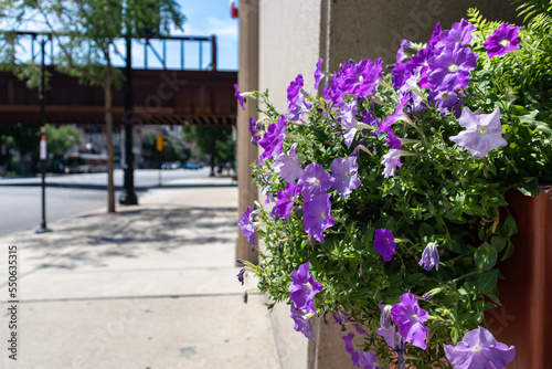 Beautiful Purple Flowers in a Planter along an Empty Sidewalk in the South Loop of Chicago during the Summer