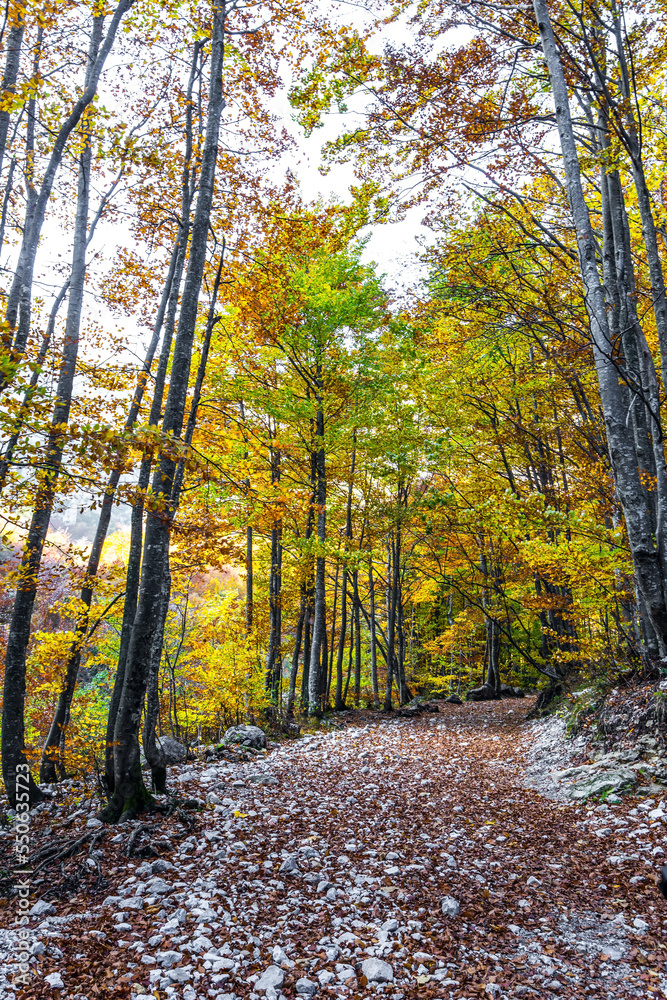 Obraz premium Golden autumn in the mountains