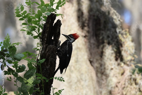 Pileated Woodpecker (Dryocopus pileatus) at the Circle B Bar Reserve Florida USA