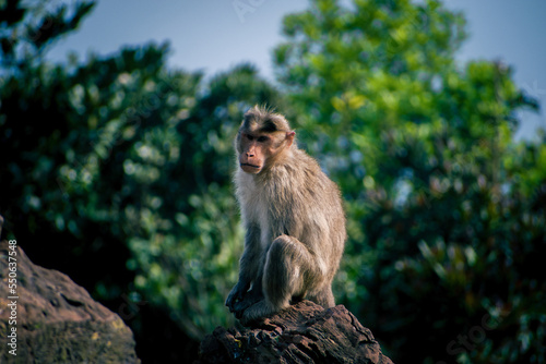 Cute monkey sitting on rock.