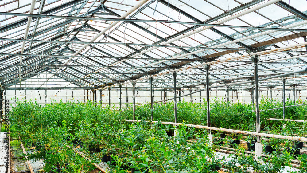 Blueberry bushes stand in containers in an indoor nursery. Industrial cultivation of blueberries in heated greenhouses in cold climates. Using drip irrigation in greenhouses to irrigate blueberries.