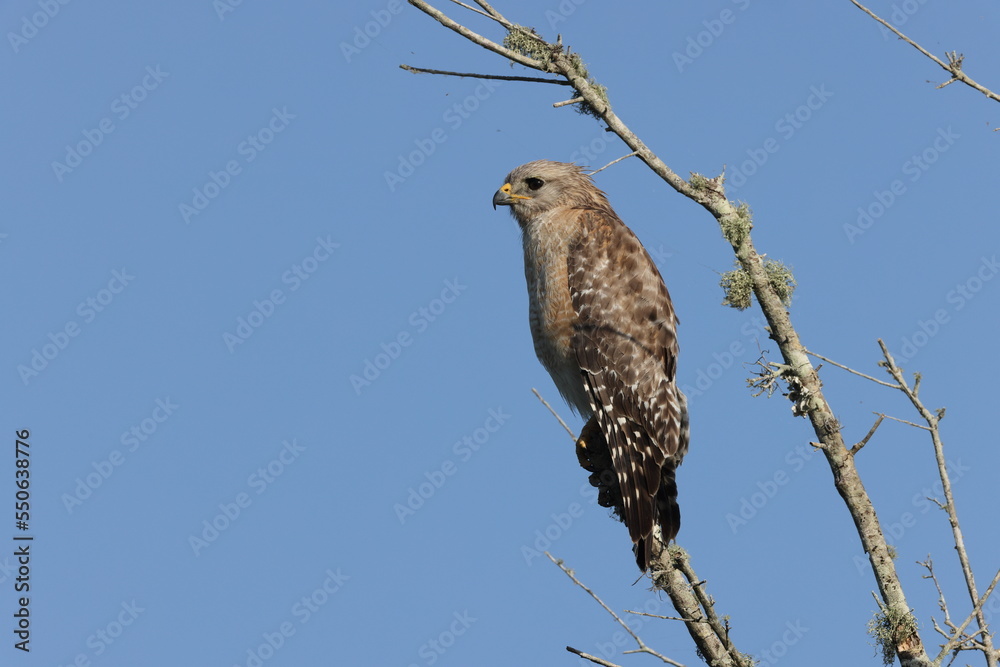 Red Shouldered Hawk In Florida Circle B Bar Reserve Red Shouldered Hawk In Florida Circle B Bar Reserve
