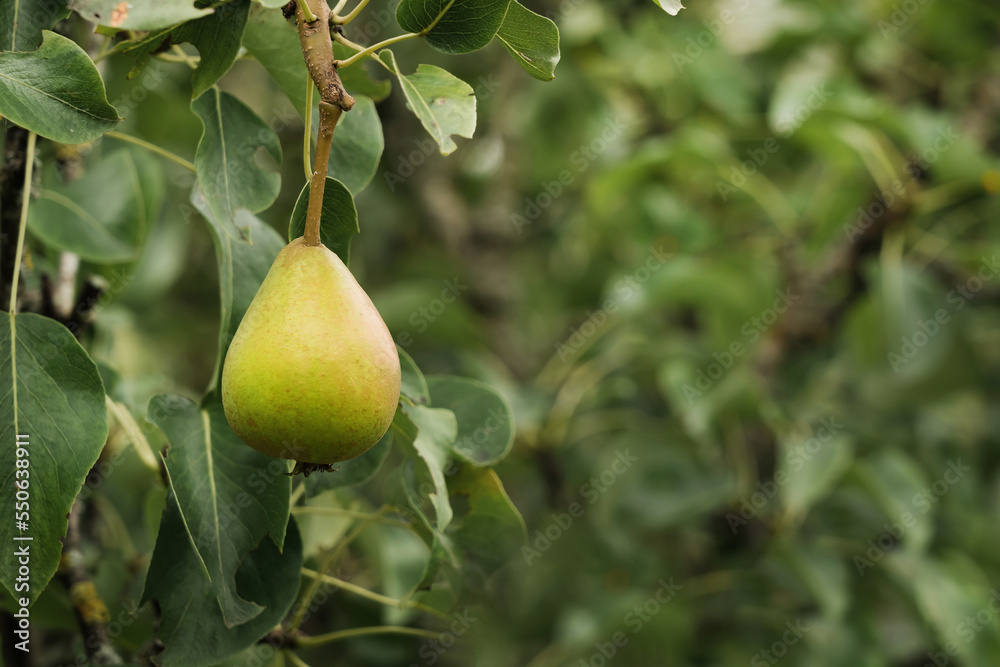Mature juicy yellow pear fruit hanging on pear tree against lush foliage in orchard of farm