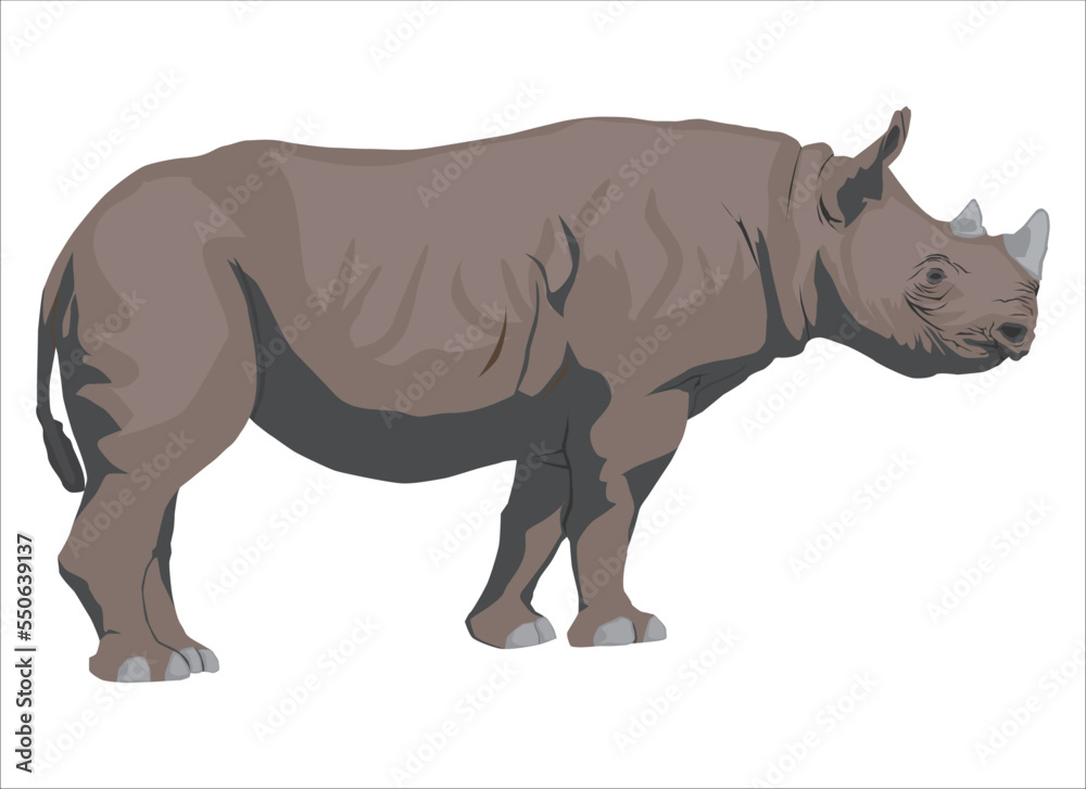 Fototapeta premium rhino isolated on white vector art