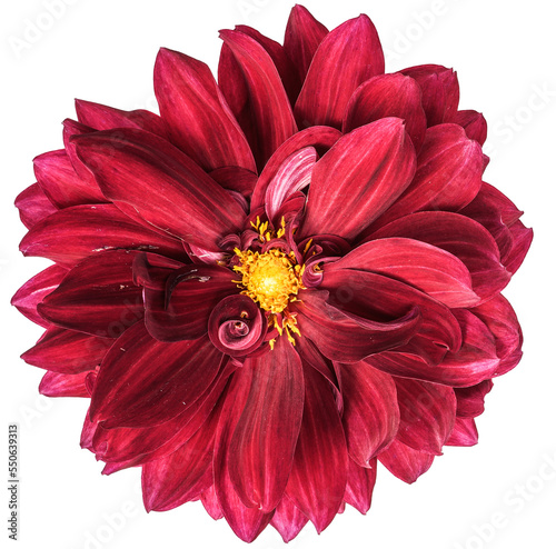 Red dahlia flower isolated. Transparent background. Graphic resource.