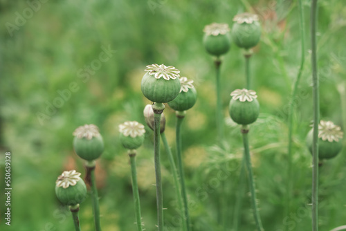 Plantation with growing green poppies plant outdoor. Organic produce cultivation concept.