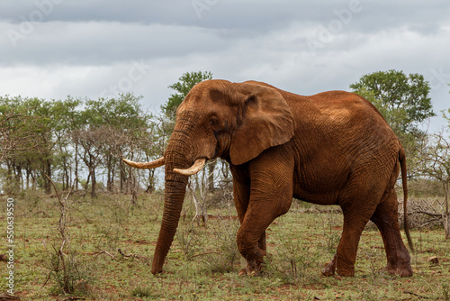 Elephant bull in must walking in Zimanga Game Reserve in Kwa Zulu Natal in South Africa