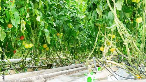 Technology of hydroponics and drip irrigation for growing tomatoes indoors in agricultural greenhouses. Growing tomatoes in heated greenhouses year-round on organic farms. photo