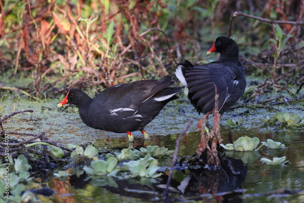 Obraz premium common moorhen (Gallinula chloropus) Circle B Bar Reserve Florida USA