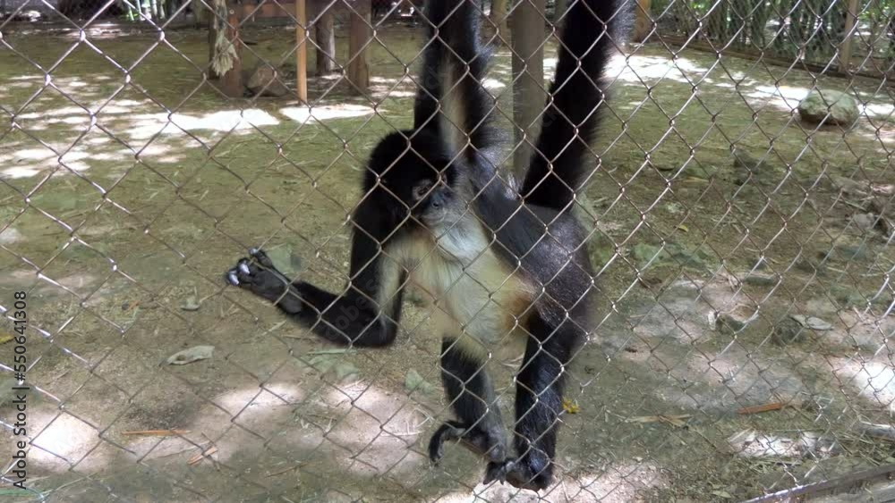 Spider monkey (Ateles sp.) in zoo cage in Chiapas, Mexico. Central American primate holding net in enclosure
