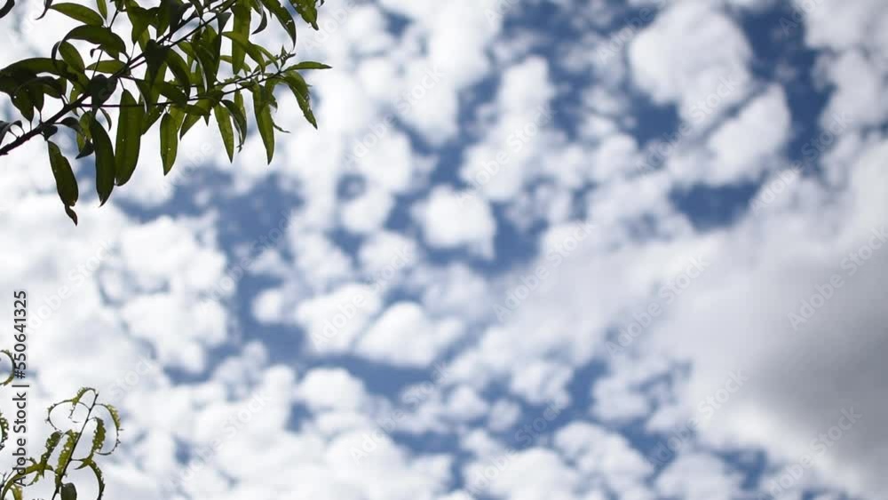 Plano de una rama en una esquina y el cielo nublado con cumulos al fondo color blanco y azul 