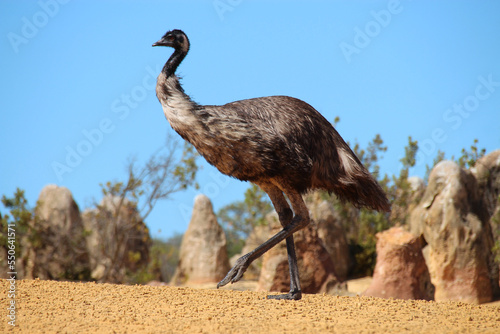 emu at pinnacles park in australia photo