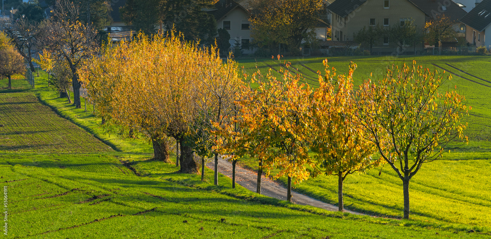 Fototapeta premium Allee im Herbstlaub Rinteln Todenmann