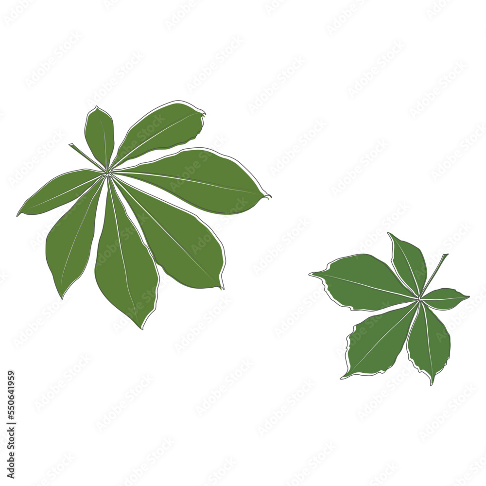 Set of vector chestnut leaf outline and coloured icon. Simple chestnut leaves illustration for logo. Realistic hand drawn leaves illustration set on white background. Set of vector chestnut leaf outline and coloured icon. Simple chestnut leaves illustration for logo. Realistic hand drawn leaves illustration set on white background.