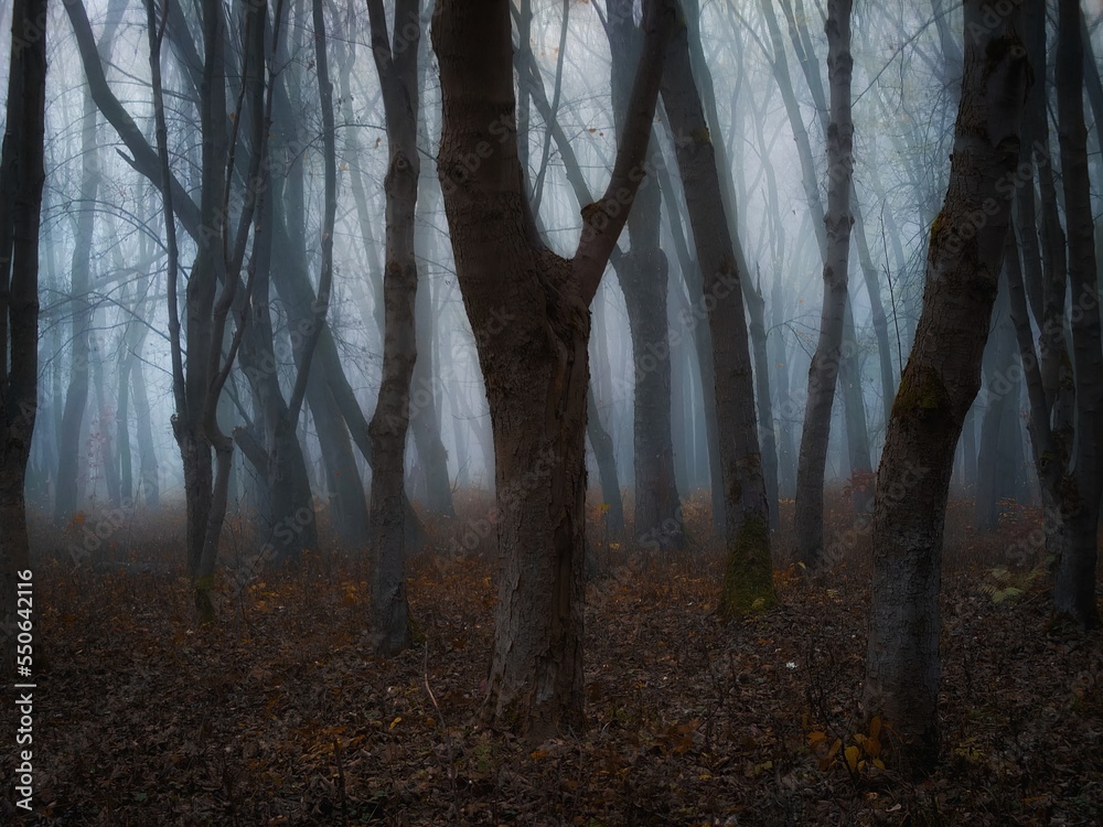 Dark forest in the fog with fallen leaves. Gloomy autumn woods in the morning.