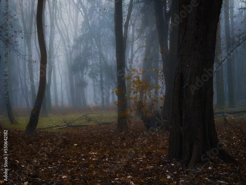 Dark forest in the fog with fallen leaves. Gloomy autumn woods in the morning.