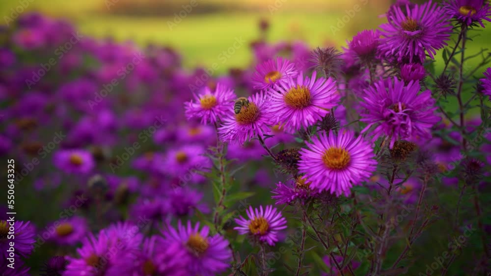 Bees collect pollen from asters on a warm sunny autumn day. Autumn purple flowers. Bees Make Honey Bees collect pollen from asters on a warm sunny autumn day. Autumn purple flowers. Bees Make Honey