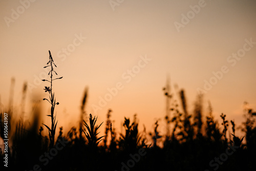 fireweed at sunset