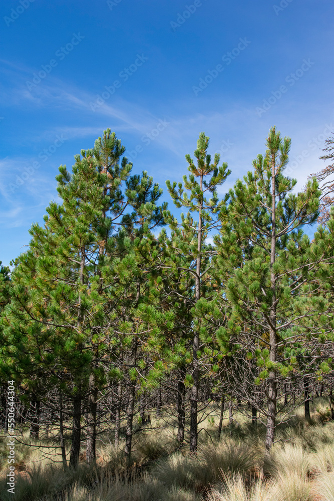 green pines on a bright sunny day 