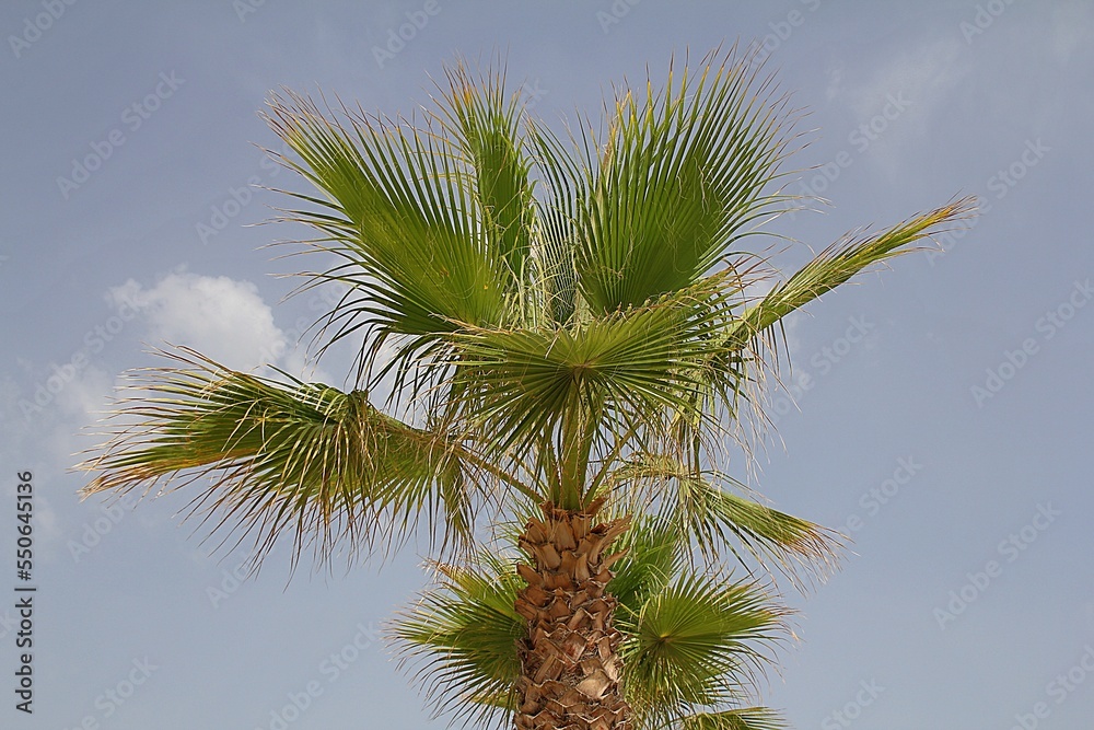 palm tree against the blue sky, light coming out from behind palm leaves, spreading green palm leaves palm tree against the blue sky, light coming out from behind palm leaves, spreading green palm leaves
