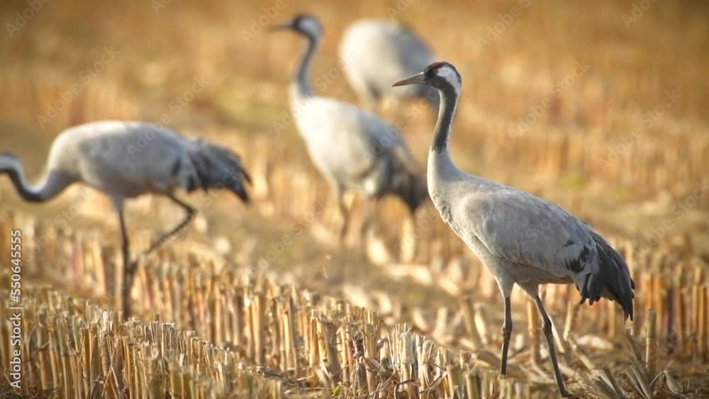 Common Cranes or Eurasian Cranes (Grus Grus) feeding and resting in a field around the moors of near Diepholz in Lower Saxony in Germany during the autumn migration. Common Cranes or Eurasian Cranes (Grus Grus) feeding and resting in a field around the moors of near Diepholz in Lower Saxony in Germany during the autumn migration.