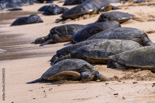 turtle on sand