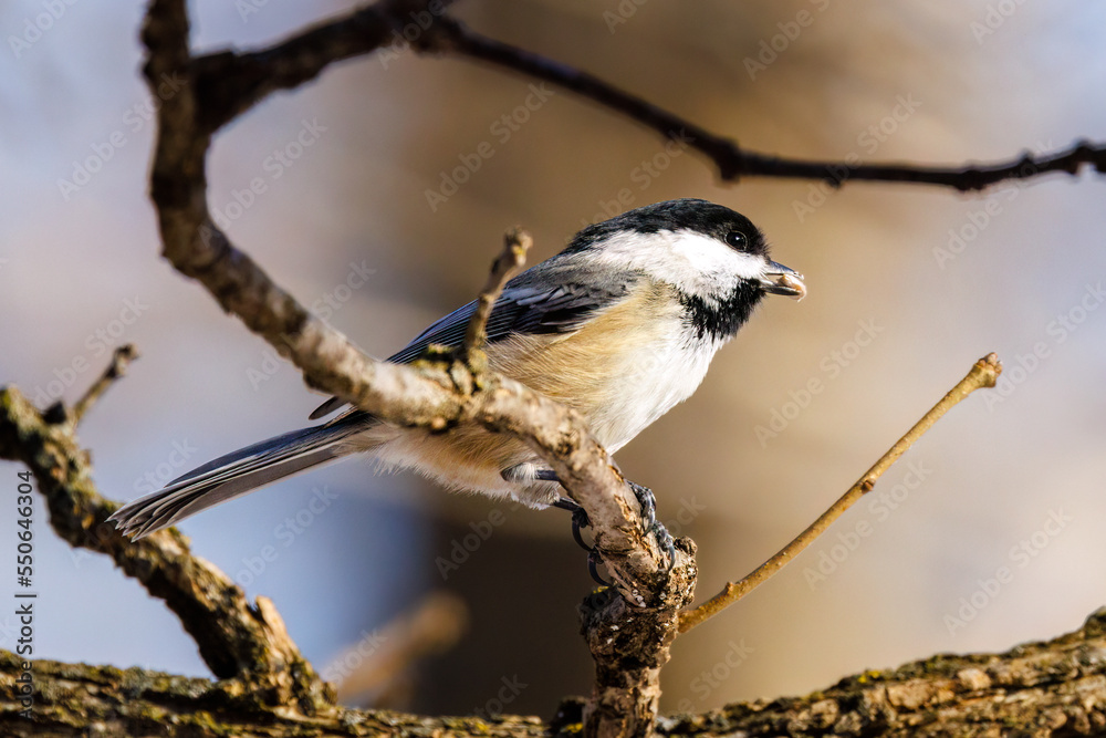 Close up of a Black-capped chickadee (Poecile atricapillus) perched on a branch with a black oiled sunflower seed in its beak during winter in Wisconsin. Selective focus, background blur and foregroun Close up of a Black-capped chickadee (Poecile atricapillus) perched on a branch with a black oiled sunflower seed in its beak during winter in Wisconsin. Selective focus, background blur and foregroun