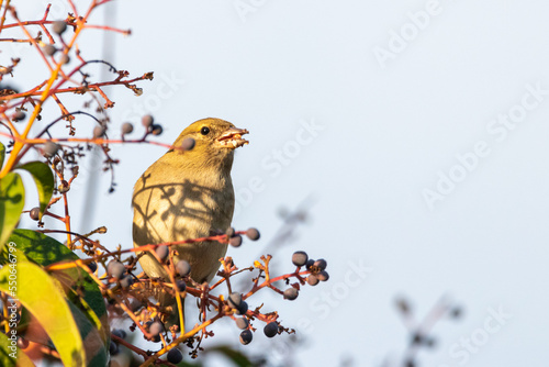 Common Chaffinch perched on a tree branch eating berries