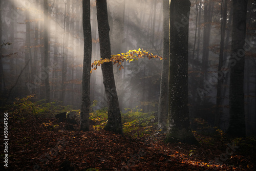 Autumn weather in forest. B...
