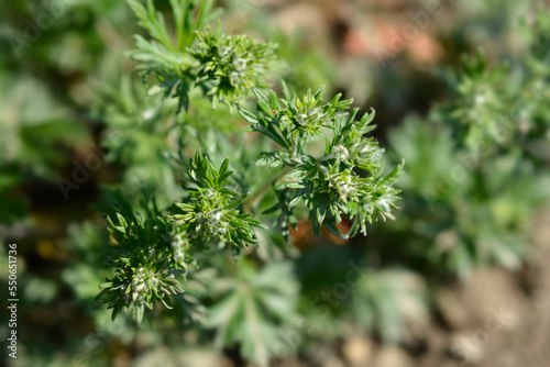 Pamir Cinquefoil flower buds