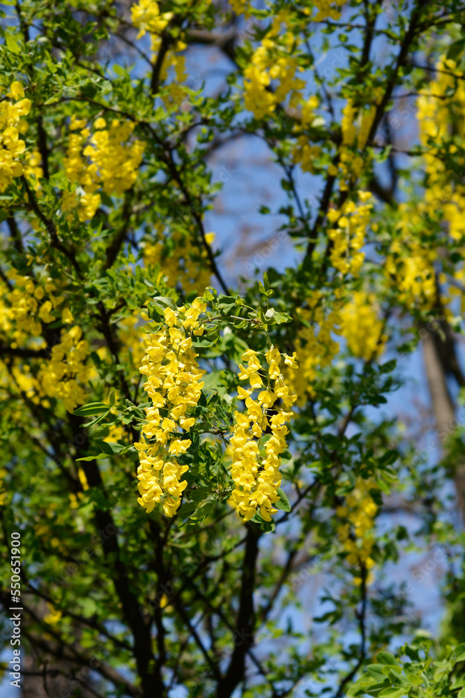Fototapeta premium Common laburnum branches with flowers